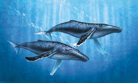 humpback-whales-jon-q-wright